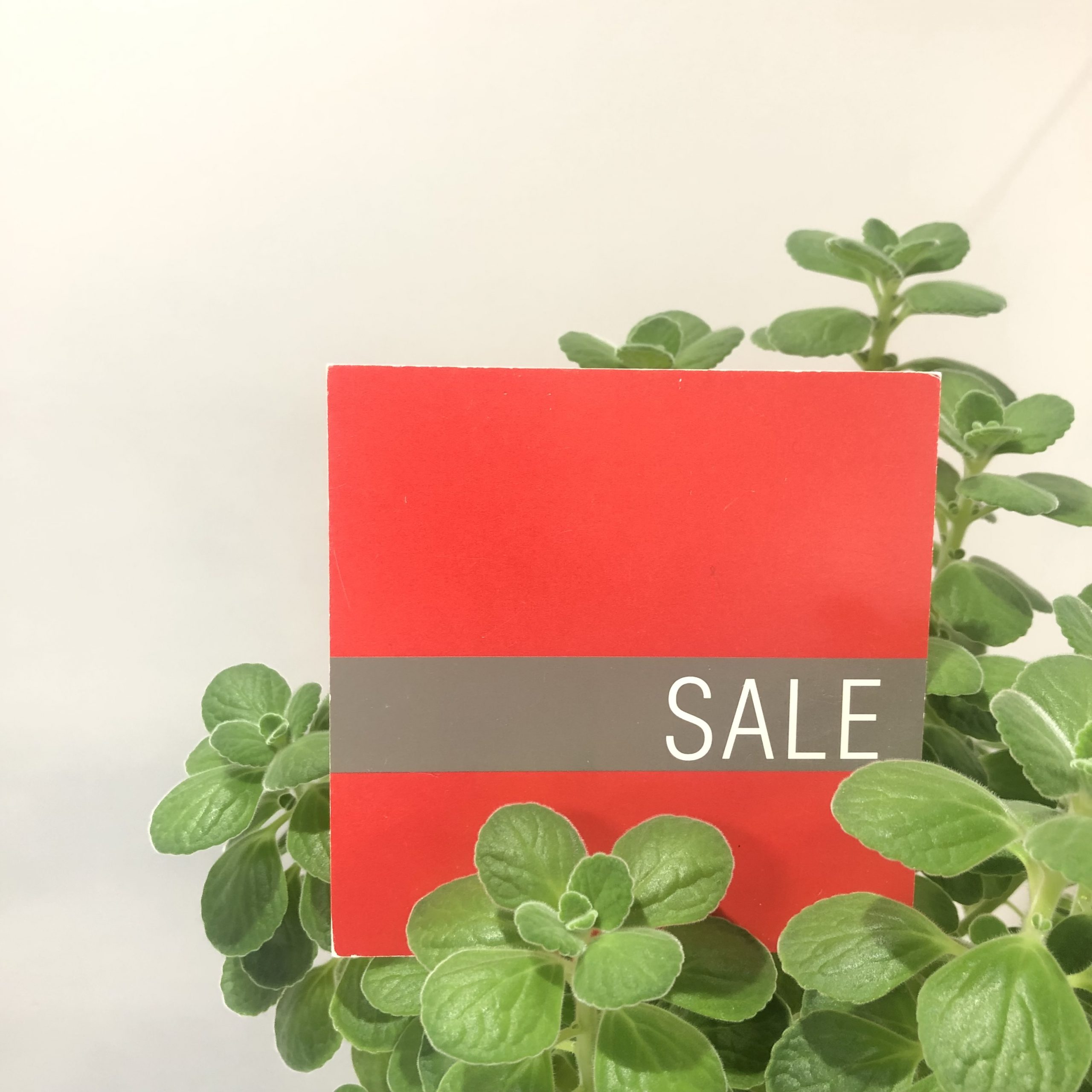 【丸井今井札幌本店】今日からセール始まります！